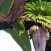 A wild Sri Lanka Hanging Parrot dangles from a banana tree