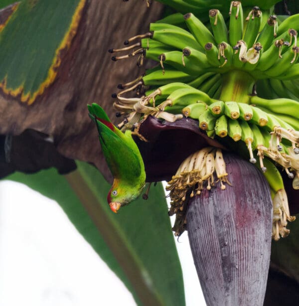 A wild Sri Lanka Hanging Parrot dangles from a banana tree