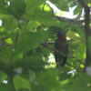 A wild St. Lucia Amazon perches in the canopy