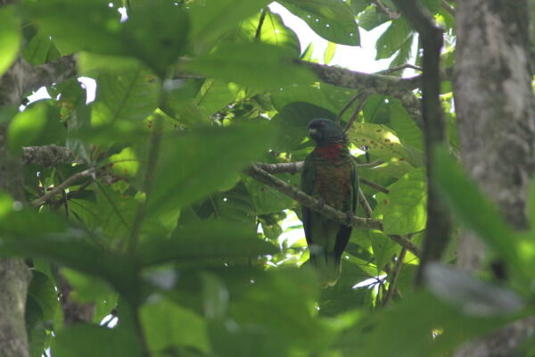 A wild St. Lucia Amazon perches in the canopy