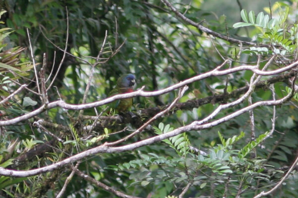 A wild St. Lucia Amazon perches in a tree