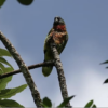A wild St. Lucia Amazon perches high in a tree