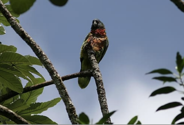 A wild St. Lucia Amazon perches high in a tree