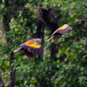 Wild St. Vincent Amazons in flight