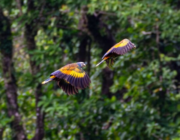 Wild St. Vincent Amazons in flight