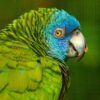 Closeup of a St. Lucia Amazon a Durrell Wildlife Park, Jersey