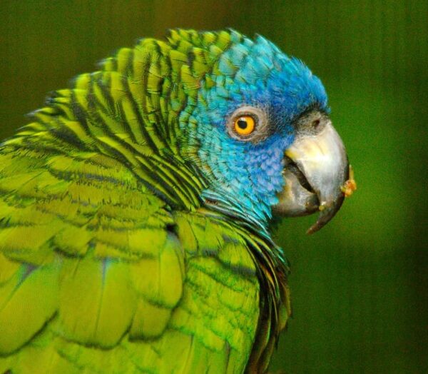 Closeup of a St. Lucia Amazon a Durrell Wildlife Park, Jersey