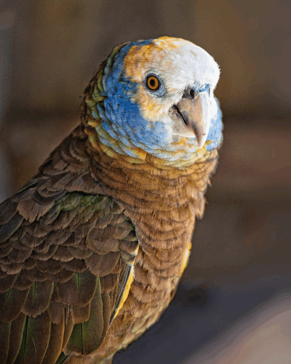 A closeup of a St. Vincent Amazon