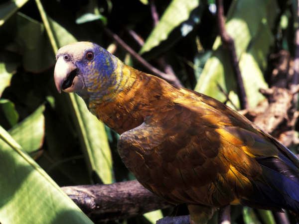 A St. Vincent Amazon crouches in a tree