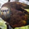 A St. Vincent Amazon clings to cage wire