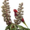 A wild Stella's Lorikeet forages on blossoms