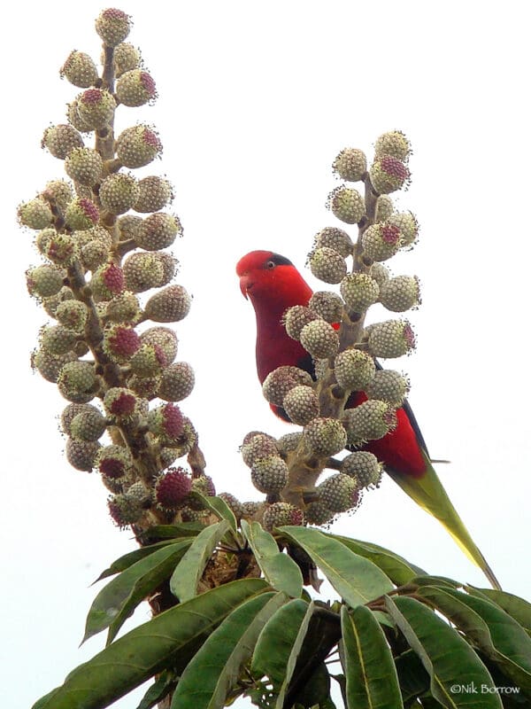 A wild Stella's Lorikeet forages on blossoms