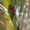A wild Stephen's Lorikeet clings to a palm leaf