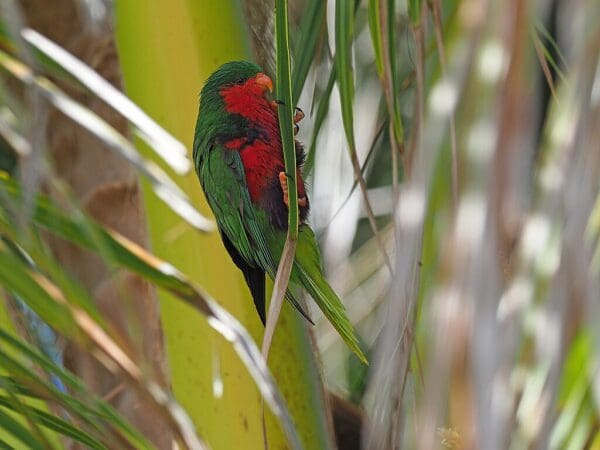 A wild Stephen's Lorikeet clings to a palm leaf