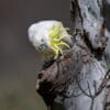 A wild Sulphur-crested Cockatoo at a nest cavity
