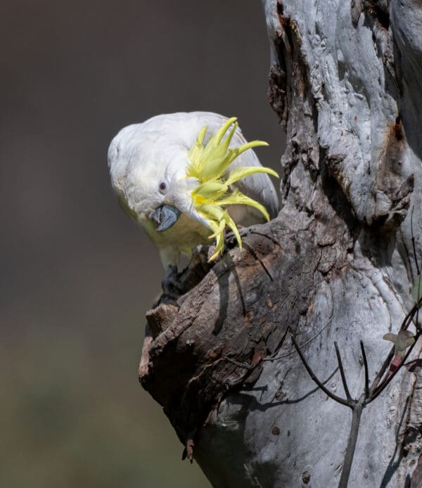 A wild Sulphur-crested Cockatoo at a nest cavity