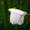 A wild Sulphur-crested Cockatoo in flight