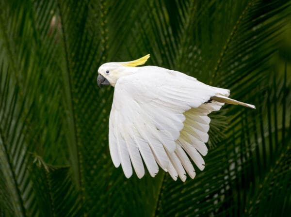 A wild Sulphur-crested Cockatoo in flight