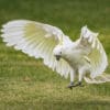 A wild Sulphur-crested Cockatoo in flight lands