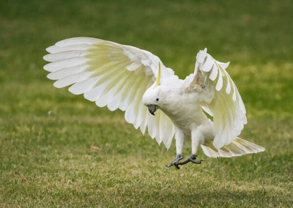 A wild Sulphur-crested Cockatoo in flight lands