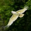 A wild Sulphur-crested Cockatoo in flight