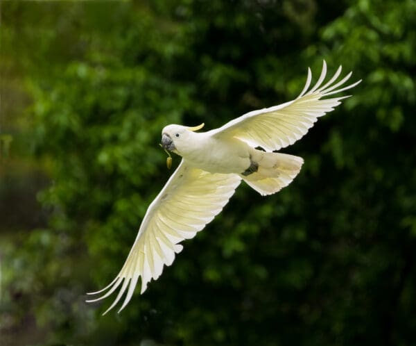 A wild Sulphur-crested Cockatoo in flight