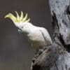 A wild Sulphur-crested Cockatoo at a nest cavity