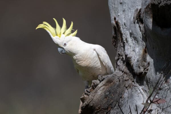 A wild Sulphur-crested Cockatoo at a nest cavity
