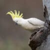 A wild Sulphur-crested Cockatoo at a nest cavity