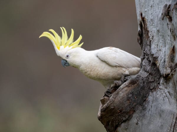 A wild Sulphur-crested Cockatoo at a nest cavity