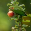 A wild Sulphur-winged Conure feeds on an apple