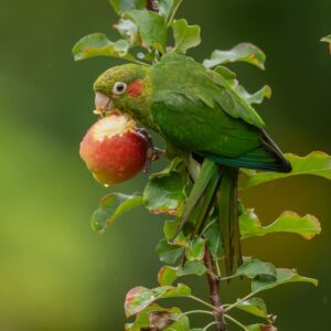 A wild Sulphur-winged Conure feeds on an apple