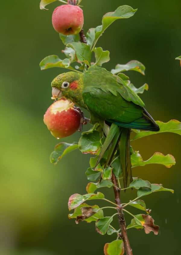 A wild Sulphur-winged Conure feeds on an apple