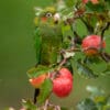 A wild Sulphur-winged Conure feeds on apples