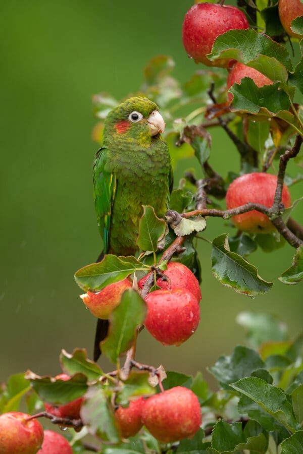 A wild Sulphur-winged Conure feeds on apples