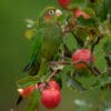 A wild Sulphur-winged Conure feeds on apples