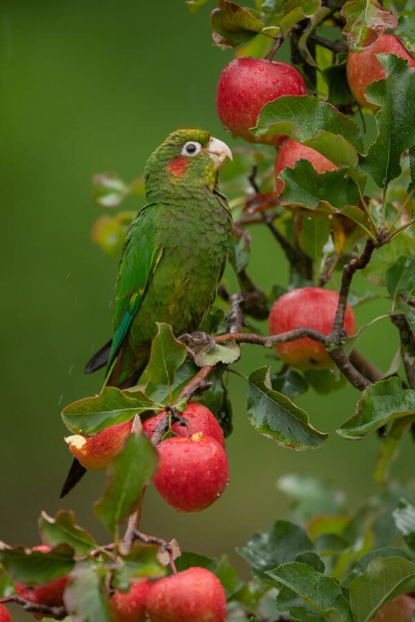 A wild Sulphur-winged Conure feeds on apples