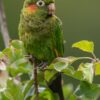 A wild Sulphur-winged Conure perches in an apple tree
