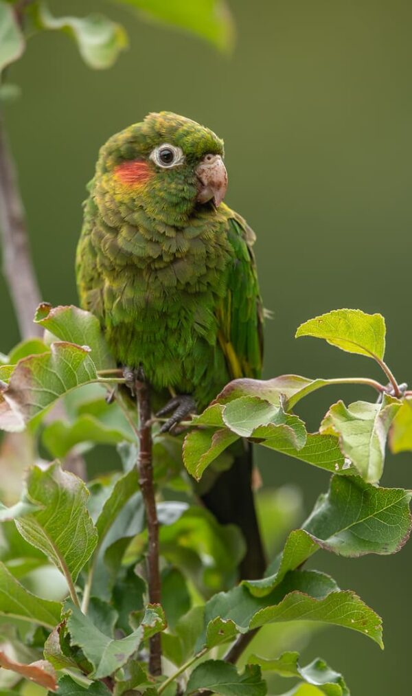 A wild Sulphur-winged Conure perches in an apple tree