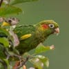 A wild Sulphur-winged Conure perches in an apple tree