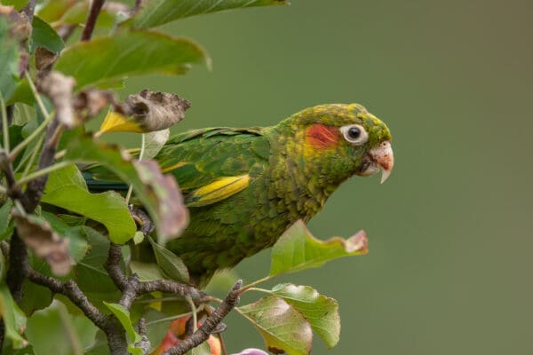 A wild Sulphur-winged Conure perches in an apple tree