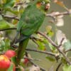 A wild Sulphur-winged Conure perches in an apple tree