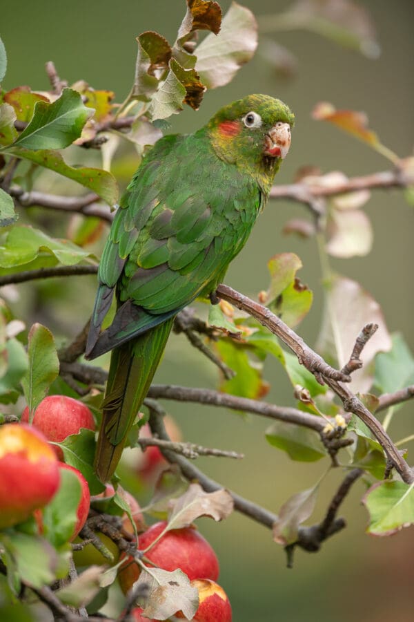 A wild Sulphur-winged Conure perches in an apple tree