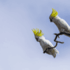 Wild Sulphur-crested Cockatoos perch on a branch