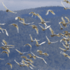 A flock of Sulphur-crested Cockatoos take flight