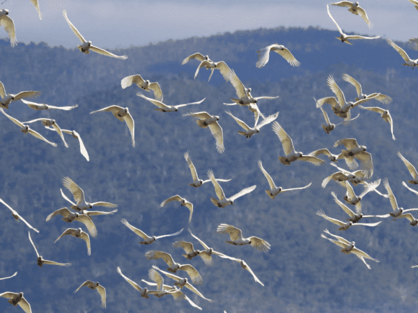 A flock of Sulphur-crested Cockatoos take flight