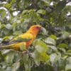 A wild Sun Conure perches in a leafy tree