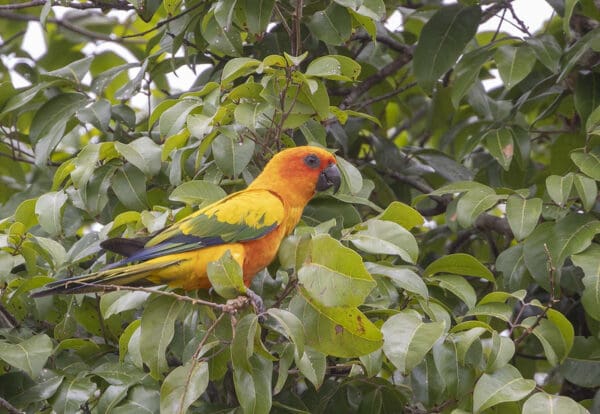 A wild Sun Conure perches in a leafy tree