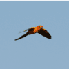 A wild Sun Conure aloft