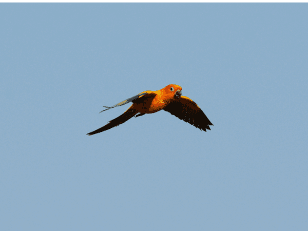 A wild Sun Conure aloft